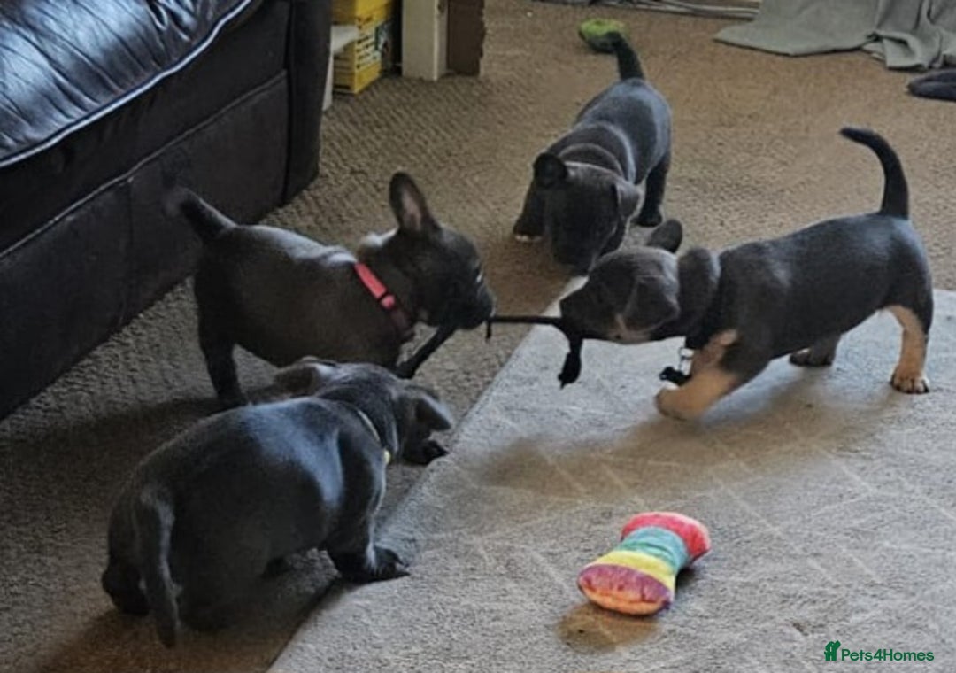 Mixed Breed dogs for sale: French Bulldog and Chihuahua Cross - Image 9