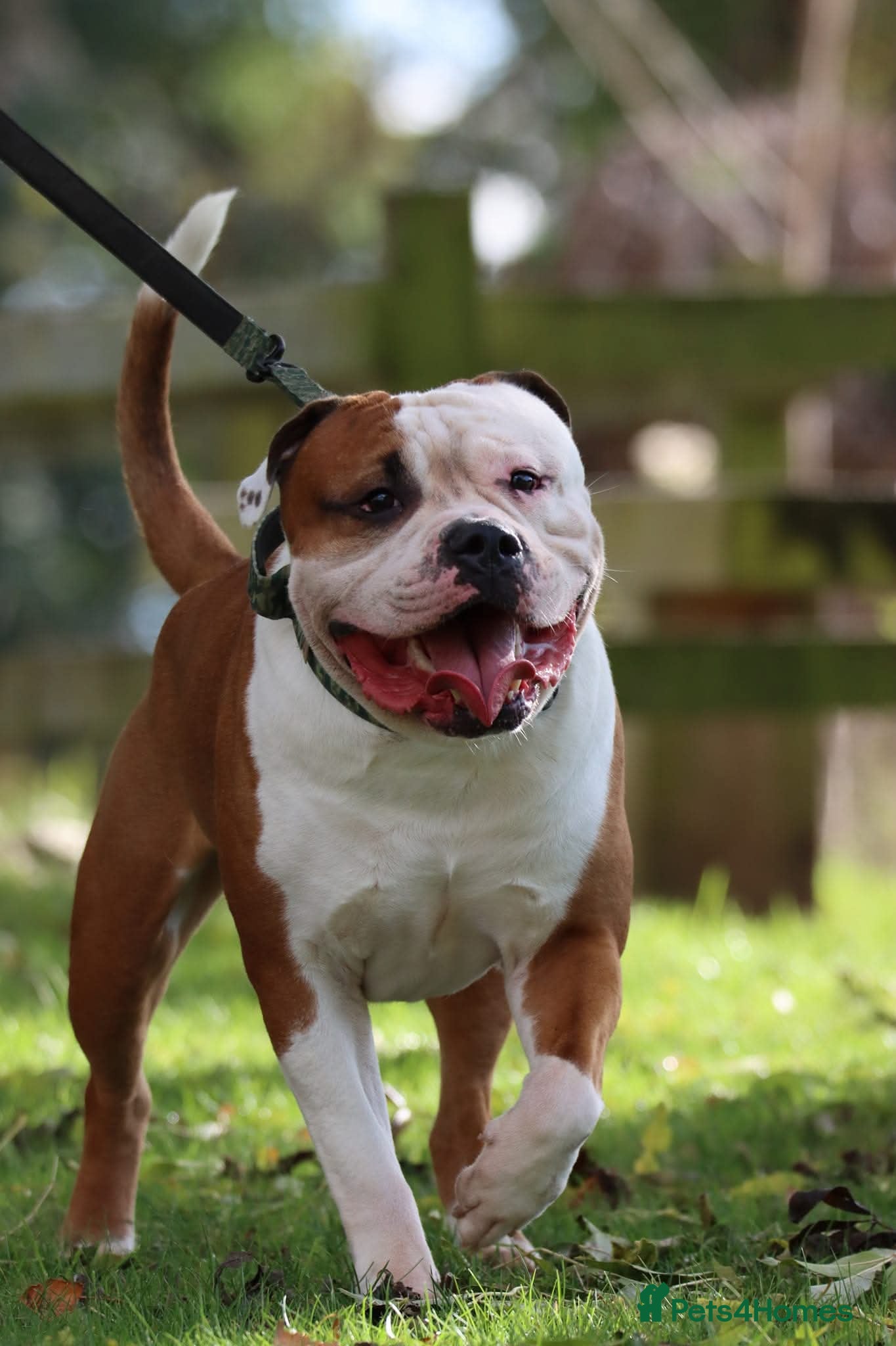 Mixed Breed dogs American bulldog x Staffordshire Bull terrier  - Advert 1