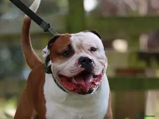 Mixed Breed dogs American bulldog x Staffordshire Bull terrier - Advert 6