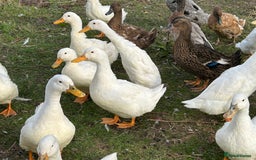 Ducks poultry for sale: Ducks for sale - Image 8