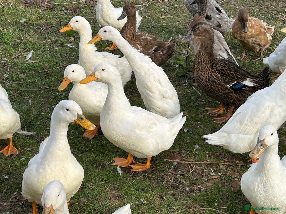 Ducks poultry for sale: Ducks for sale - Image 8