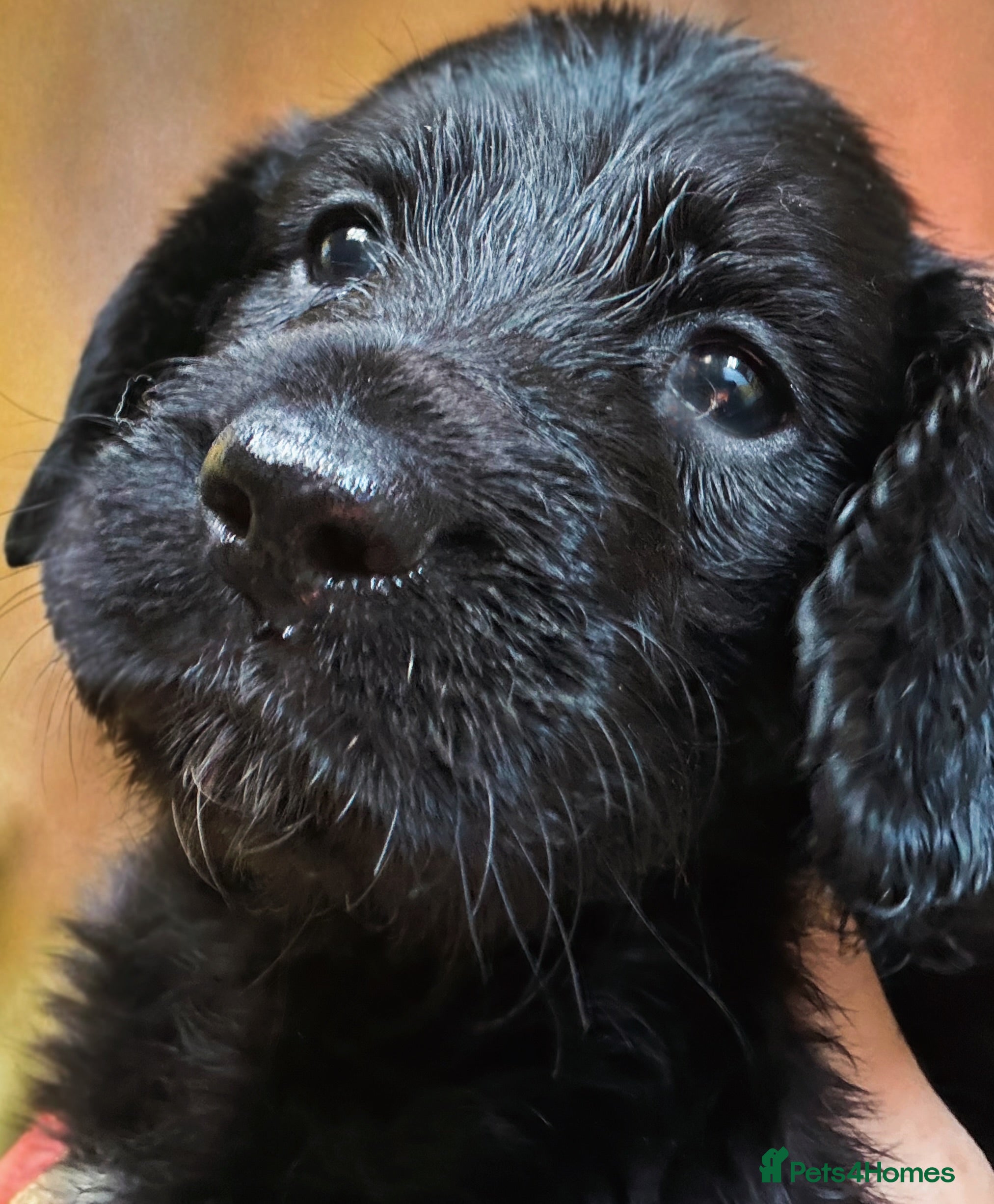 Mixed Breed dogs Stunning litter of Gordon Doodles. - Advert 2