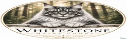 Maine Coon cats for sale: Maine Coon Kittens, Full Pedigree, GCCF 🏆 - Advert 7
