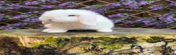 Mini Lop rabbits for sale: Mini lop siblings Ready now  - Advert 15