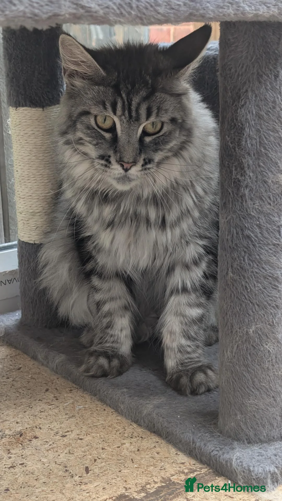 Maine Coon cats for sale: Beautiful , large Maine coon female  - Advert 2