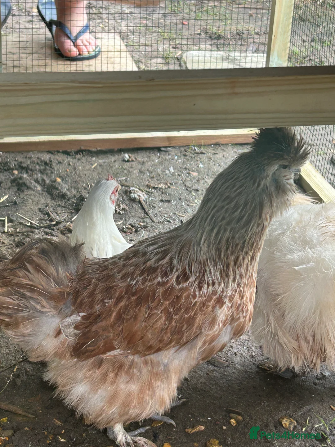 Chickens poultry for sale: 4 hens for sale  - Advert 4