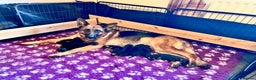 German Shepherd dogs for sale: Beautiful KC reg German Shepherd puppies for sale  - Advert 11
