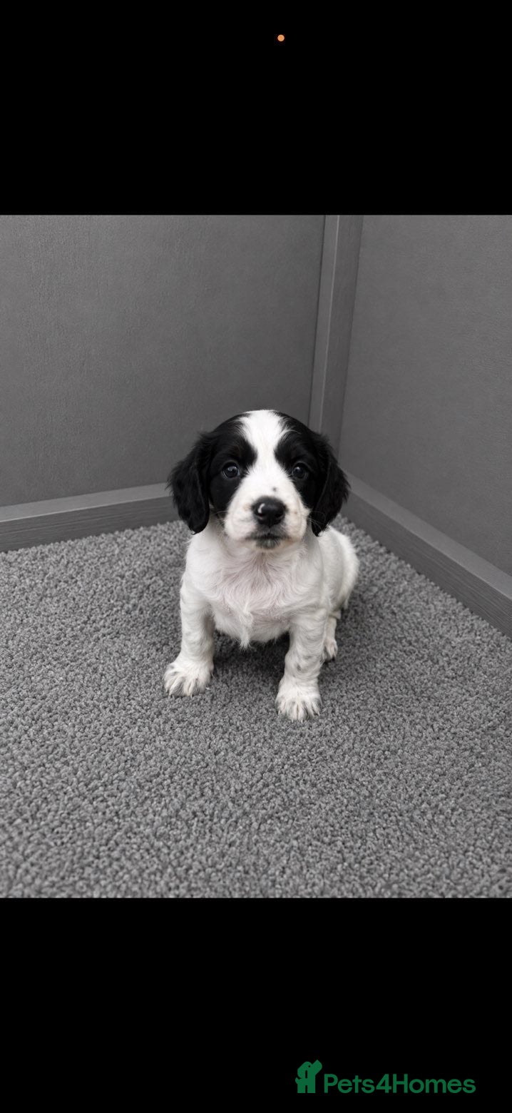 Cocker Spaniel dogs Beautiful Cocker Spaniel Puppies❤️🐶 - Advert 5