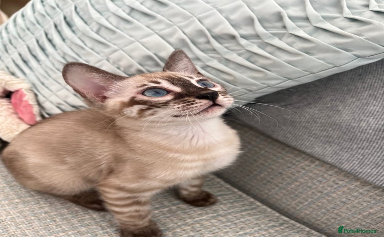 Bengal cats - Advert 8