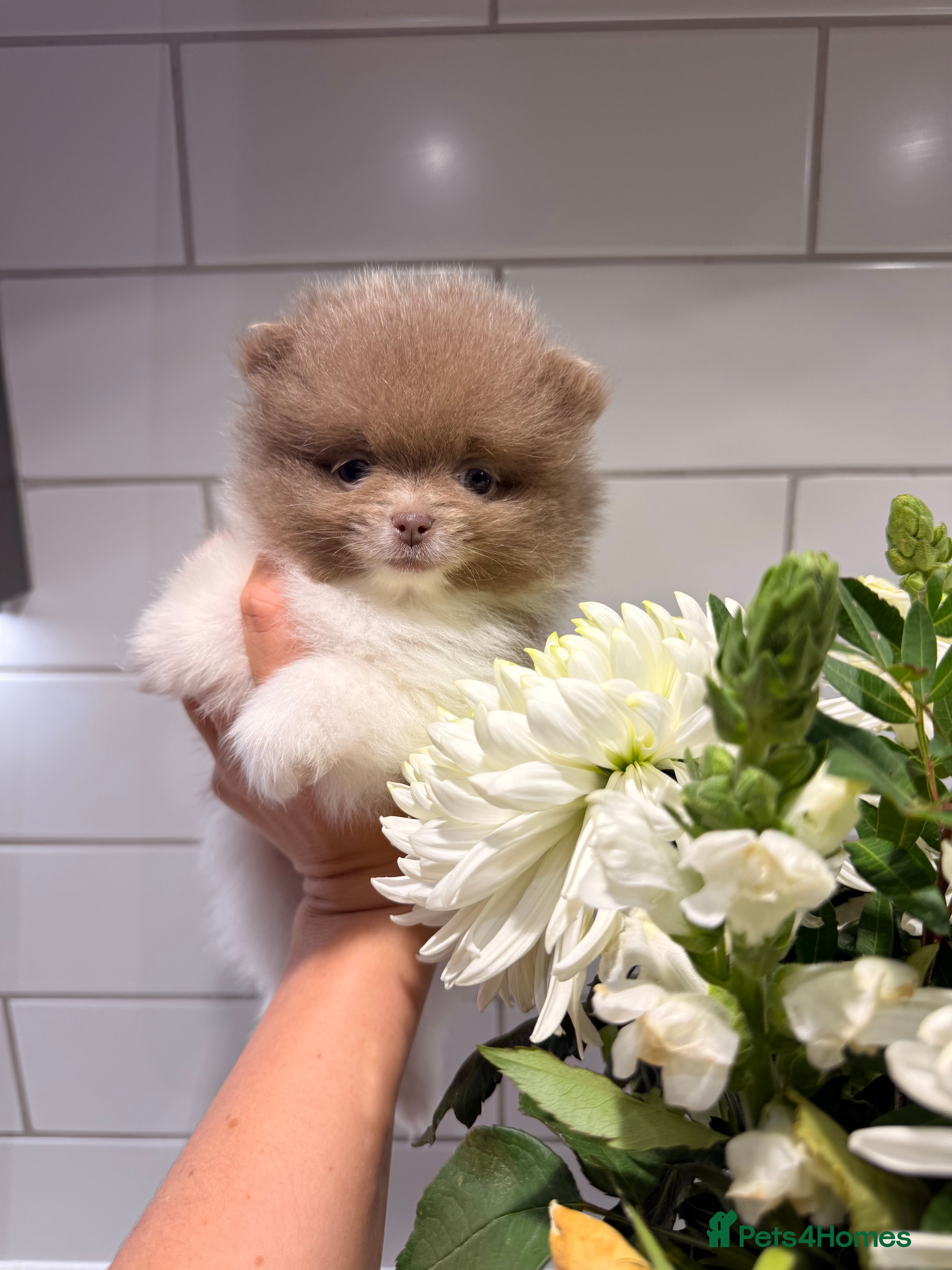 Pomeranian dogs KC Registered Lilac Pomeranian Puppies 💜 - Advert 11