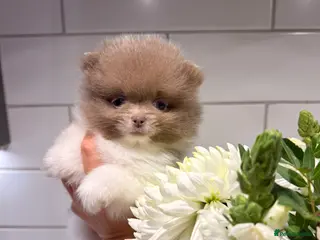 Pomeranian dogs KC Registered Lilac Pomeranian Puppies 💜 - Advert 1