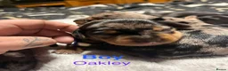 Mixed Breed dogs for sale: Stunning daxi cross pups  in Harleston - Advert 23