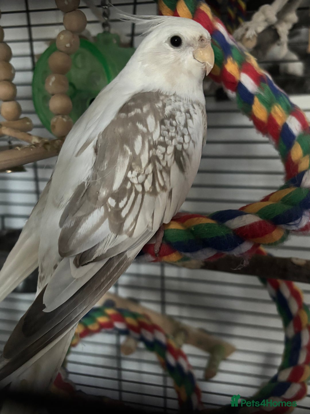 Cockatiels birds for sale: X2 Cockatiels Male & Female  - Advert 2