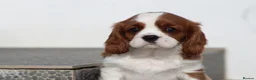 Cavalier King Charles Spaniel dogs for sale: Cavalier King Charles Spaniel puppy  - Advert 8
