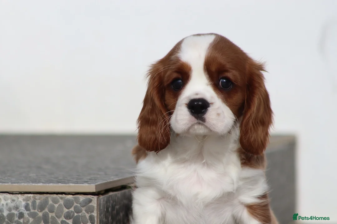 Cavalier King Charles Spaniel dogs for sale: Cavalier King Charles Spaniel puppy  - Advert 8