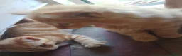 Mixed Breed cats for sale: Four Female Ginger kittens  - Advert 9