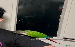 Conures birds for sale: Handreared green cheek Conures 16 weeks old - Image 5