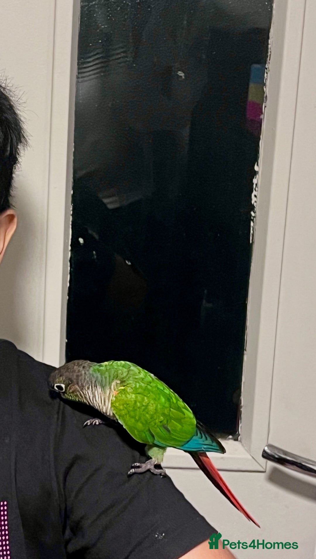 Conures birds for sale: Handreared green cheek Conures 16 weeks old - Image 5