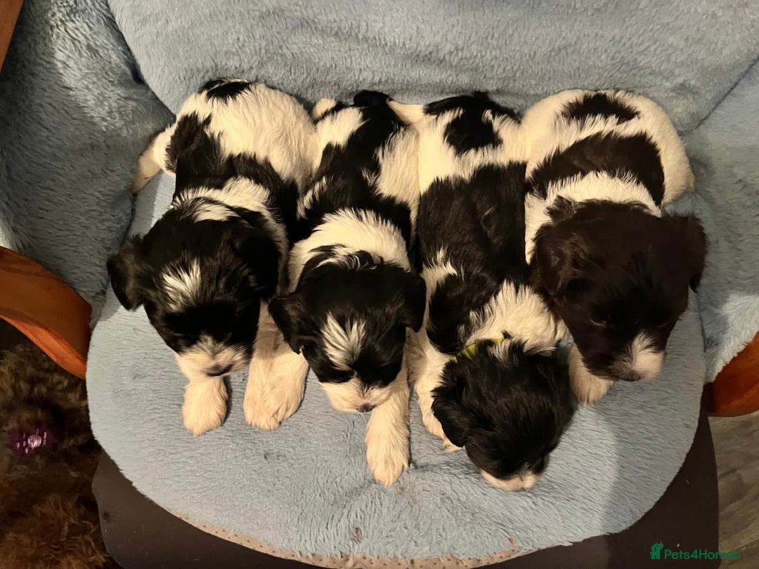Miniature Schnauzer dogs for sale: OMG ❤️RARE  PEDIGREE PARTI MINIATURE SCHNAUZER  - Advert 14