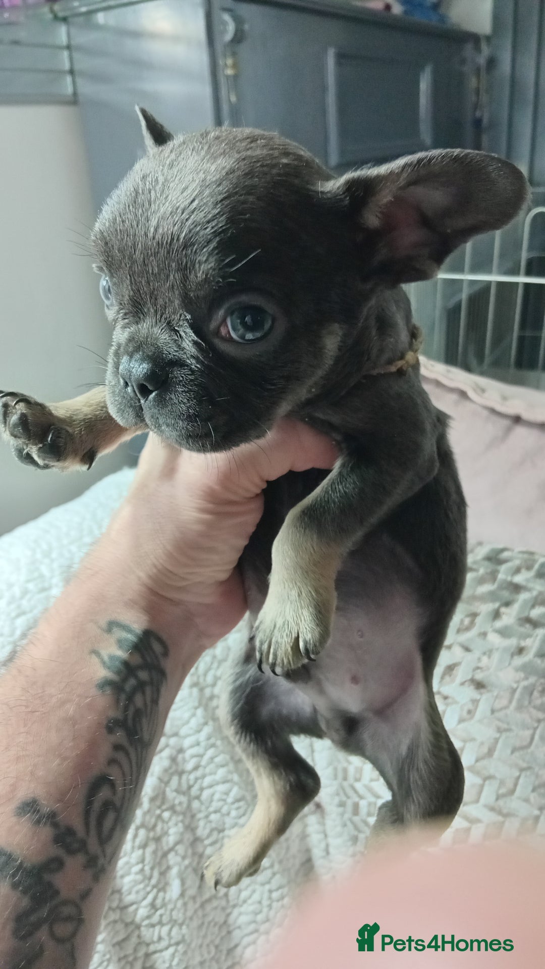 French Bulldog dogs for sale: French Bulldog pups - Advert 2