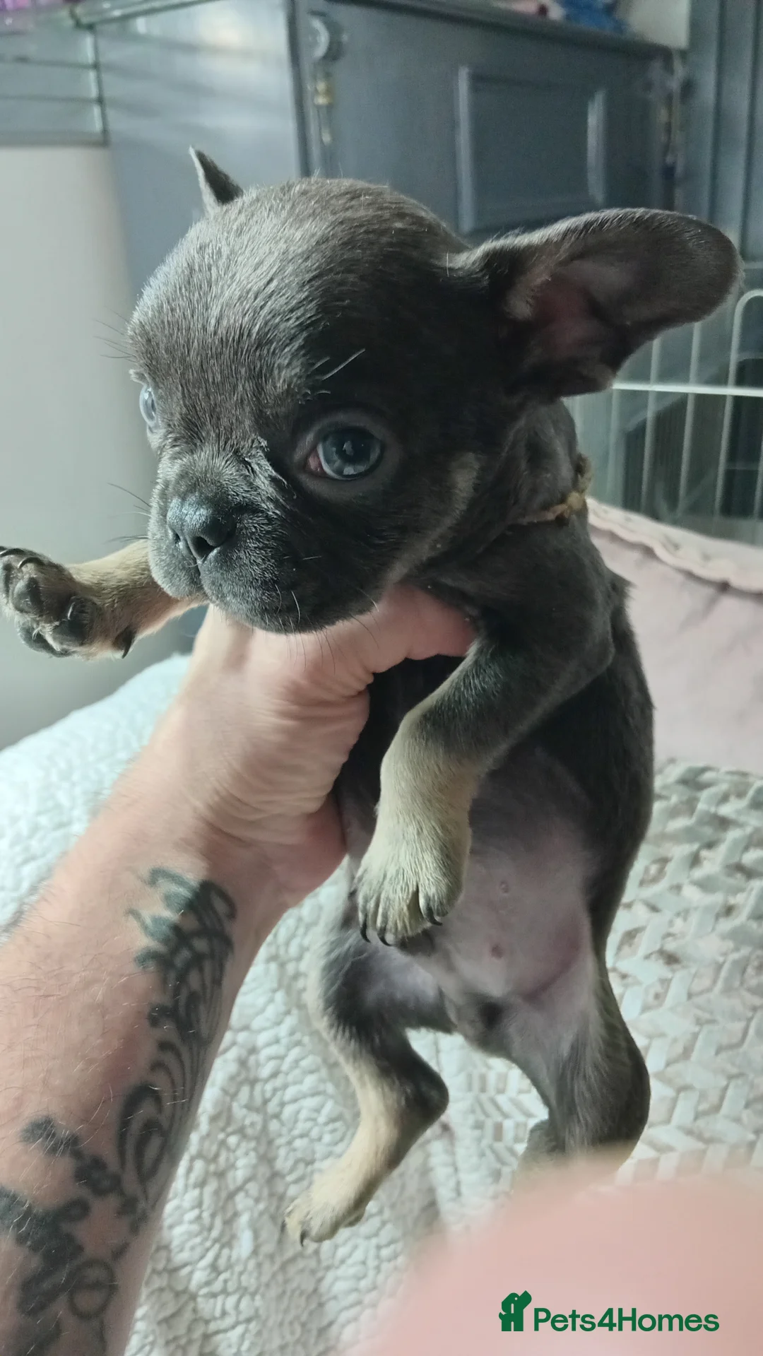 French Bulldog dogs for sale: French Bulldog pups - Advert 2