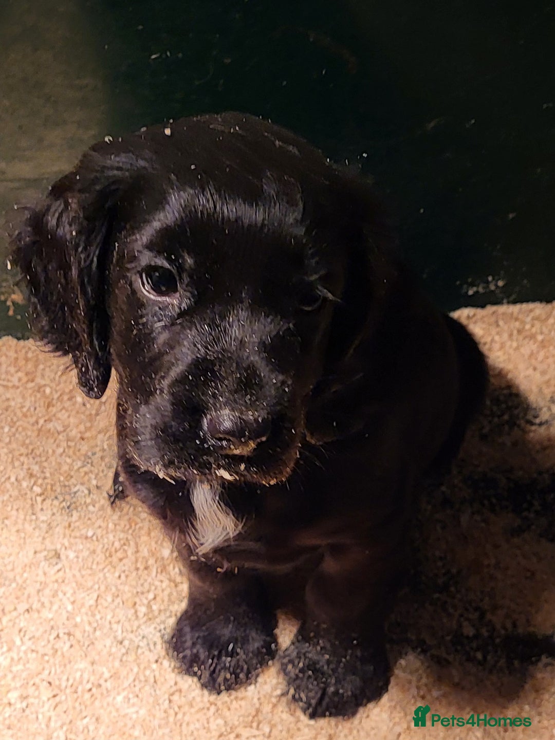 Cocker Spaniel dogs for sale: Cocker spaniel puppies  - Advert 3