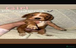 Cocker Spaniel dogs for sale: Cocker spaniels  - Image 13