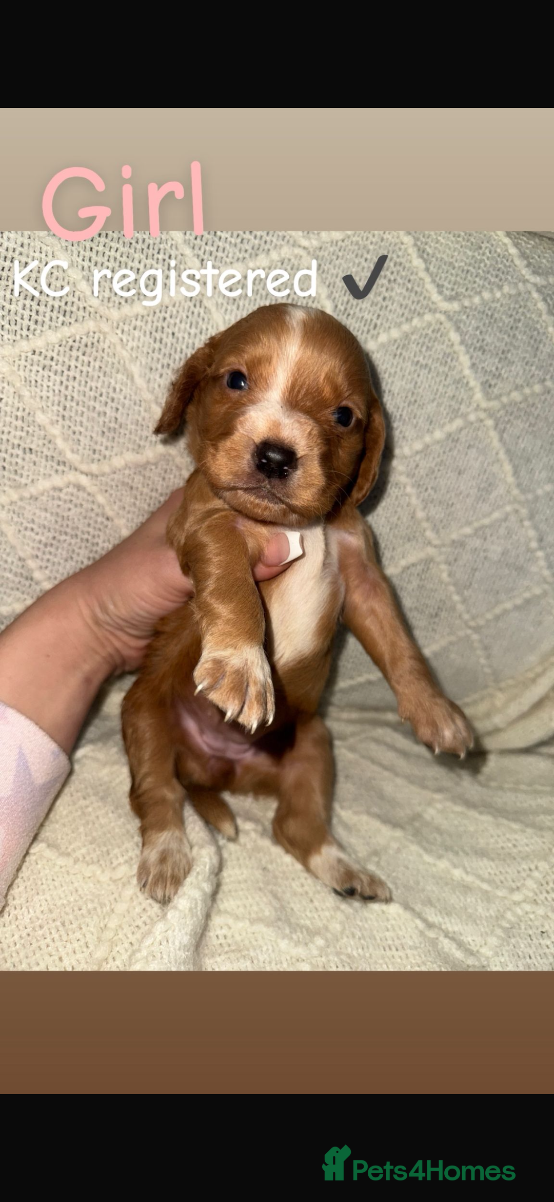 Cocker Spaniel dogs for sale: Cocker spaniels  - Image 13