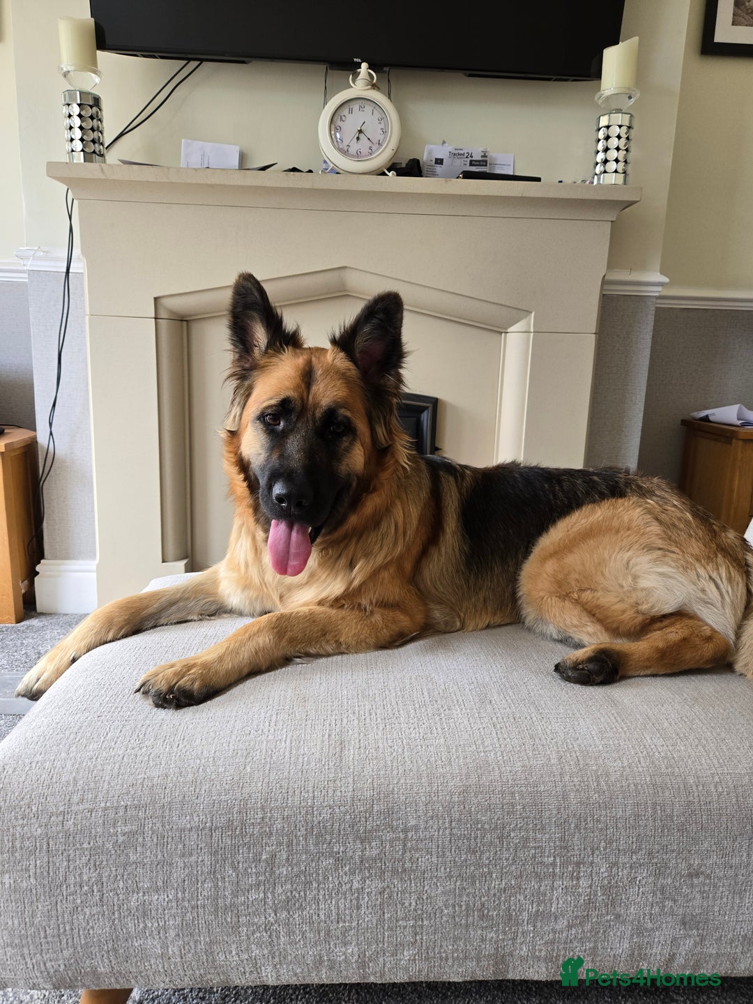 German Shepherd dogs for sale: 18 month female gsd for sale/rehome - Image 2