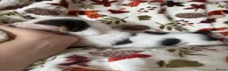 Basset Hound dogs for sale: QUALITY KC LITTER OF BASSET PUPPYS - Advert 6