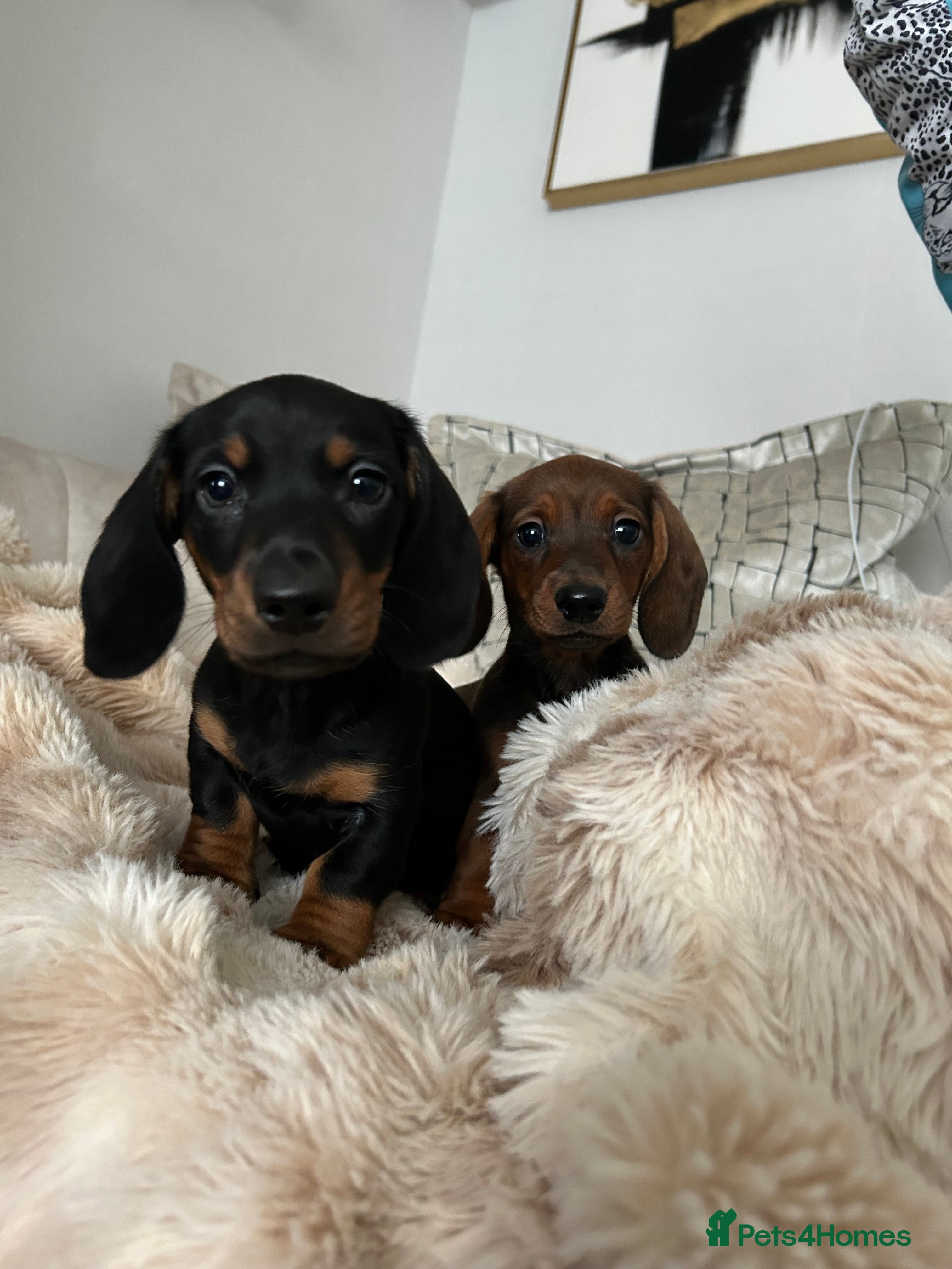 Dachshund dogs Two amazing miniature Dachund boys   - Advert 17