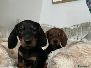 Dachshund dogs Two amazing miniature Dachund boys - Advert 17
