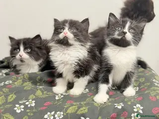 Mixed Breed cats Ragdoll x - Advert 1