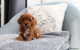 Cavapoochon dogs for sale: Beautiful Cavapoochons looking for forever homes - Image 8