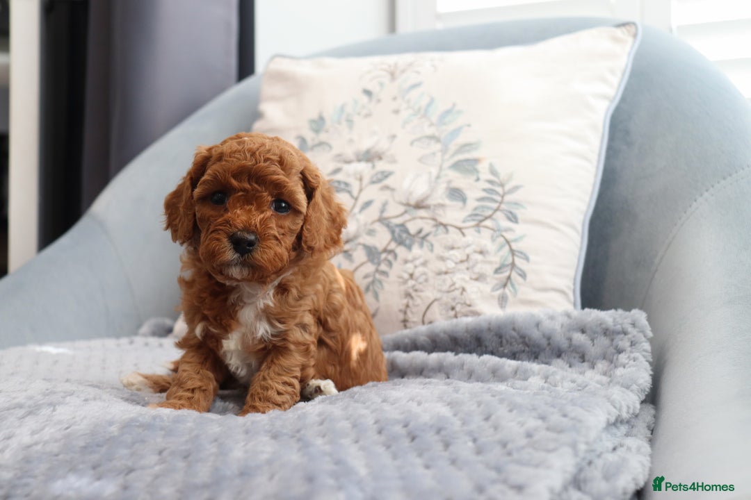 Cavapoochon dogs for sale: Beautiful Cavapoochons looking for forever homes - Image 8