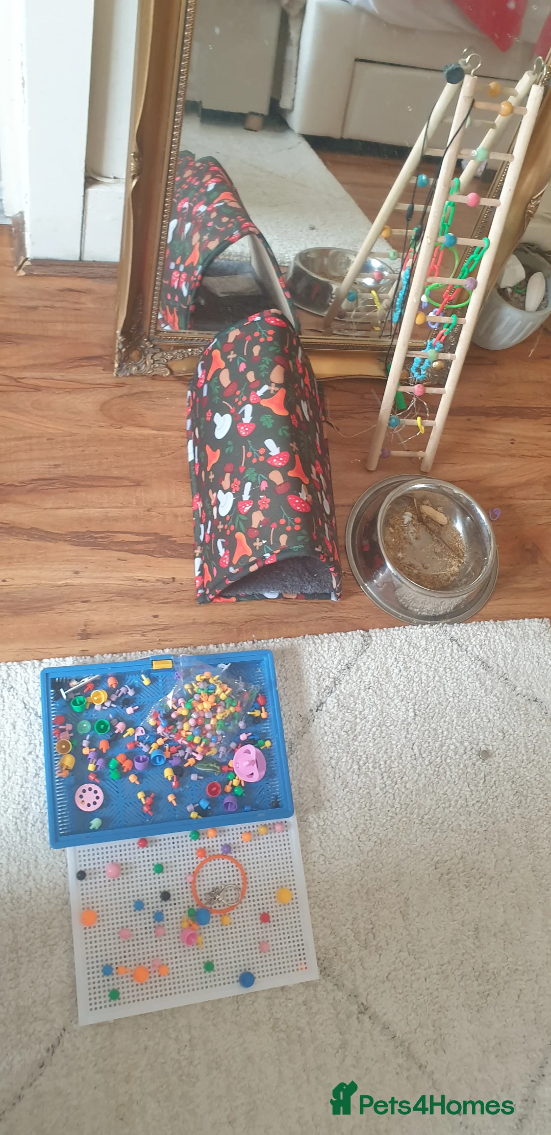 Cockatiels birds for sale: Tamed Cockatiel  in London - Advert 5