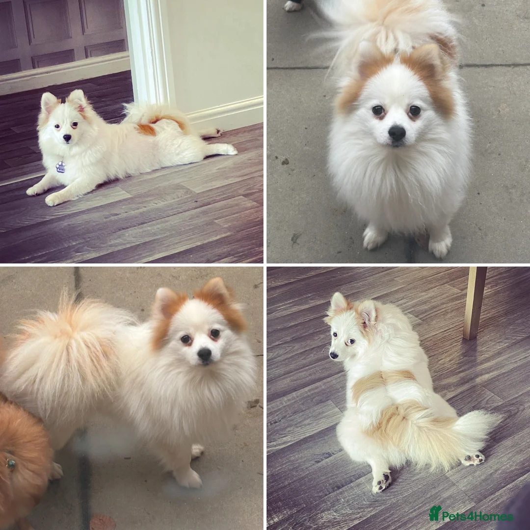 Pomchi dogs for sale: OPEN TO OFFERS READY TO LEAVE 16/02/26 - Advert 7
