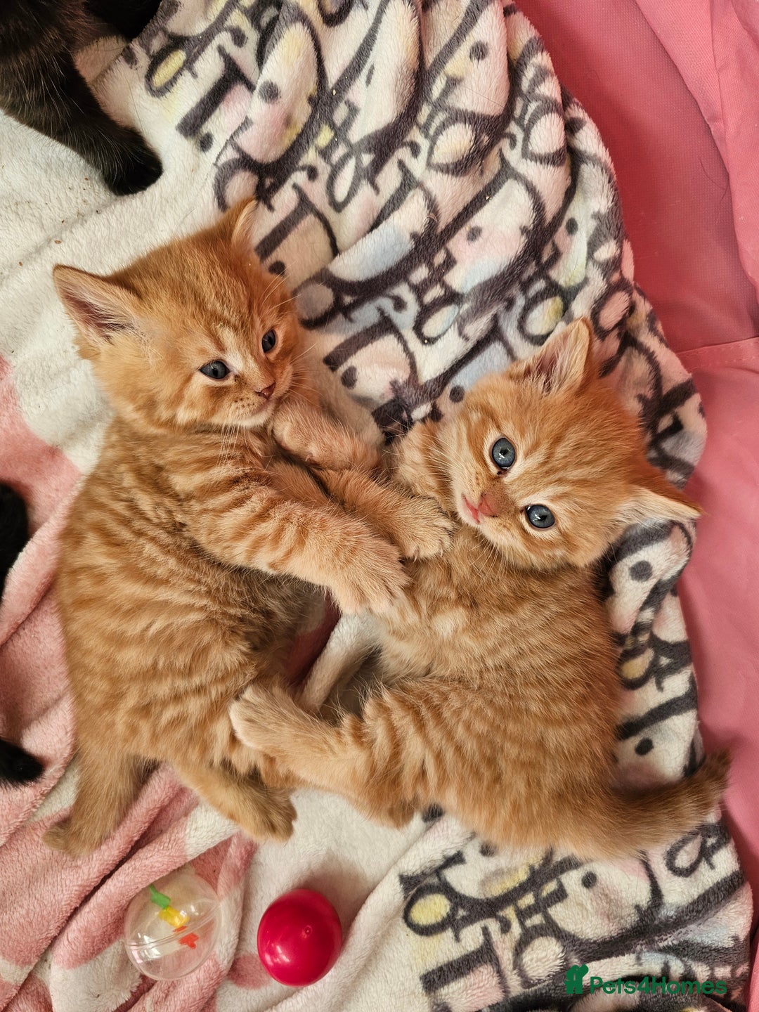 British Shorthair cats for sale: Beautiful British shorthair kittens  - Advert 10