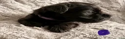 Miniature Schnauzer dogs for sale: Chunky, stunning litter of miniature schnauzers  - Advert 4