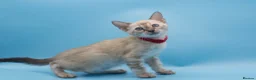 Bengal cats for sale: TICA Registered Snow & Charcoal Bengal Kittens - Advert 13
