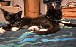 Domestic Shorthair cats for sale: Two Black and white 12wk old girls - Image 7
