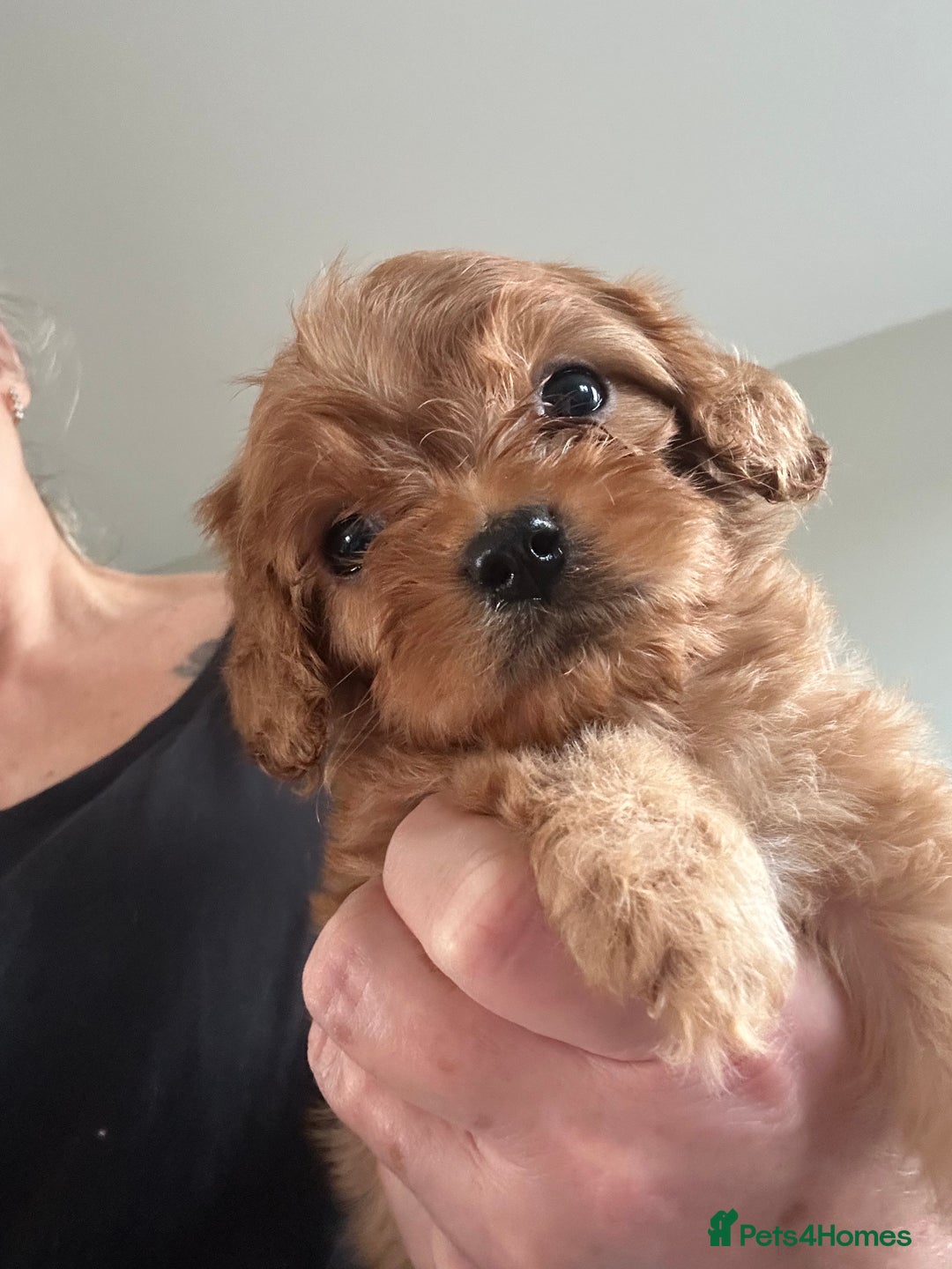 Cavapoo dogs for sale: Cavapoo puppies - Advert 11