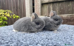 Netherland Dwarf rabbits for sale: Netherland Dwarf Babies & Adults available in Stoke-on-Trent - Image 3