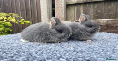 Netherland Dwarf rabbits in Stoke-on-Trent - Advert 3