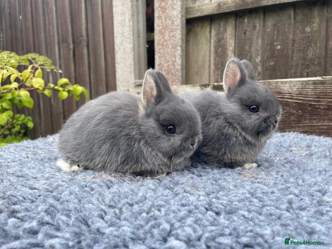 Netherland Dwarf rabbits for sale: Netherland Dwarf Babies & Adults available in Stoke-on-Trent - Image 3