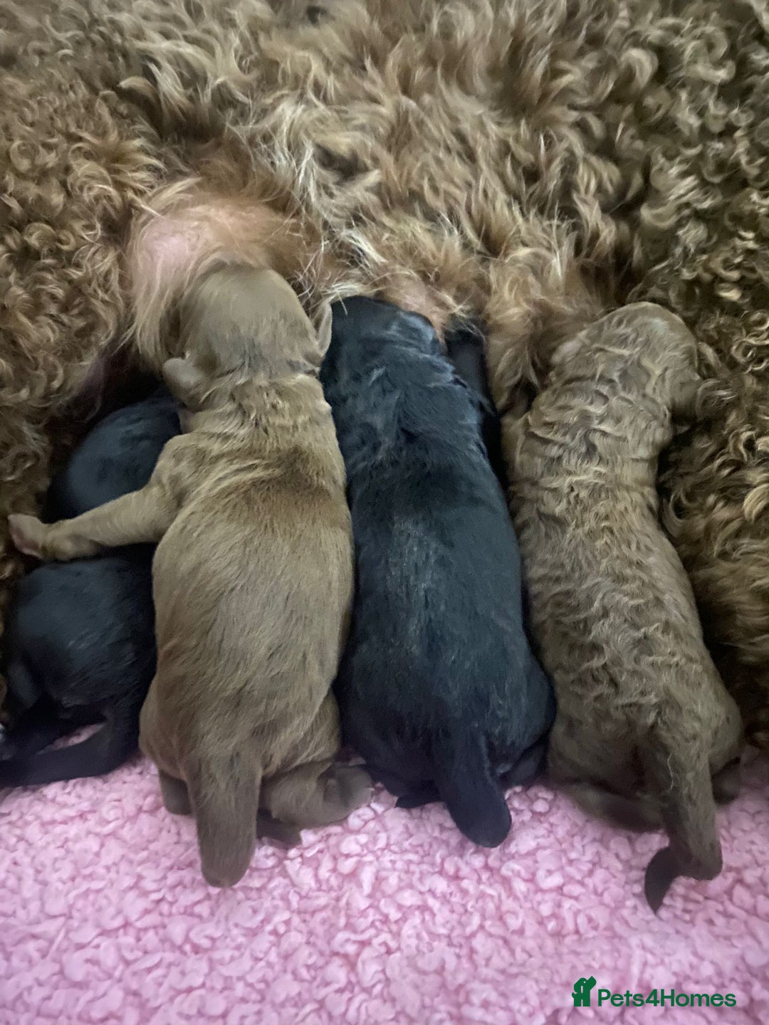 Toy Poodle dogs for stud: Kc health tested toy poodle for stud in Torpoint - Advert 13