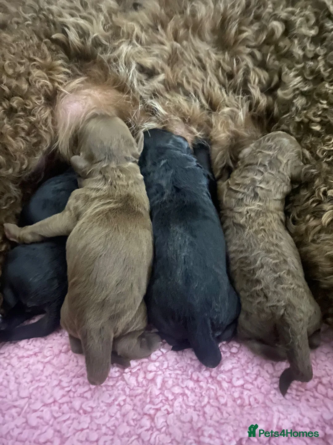 Toy Poodle dogs for stud: Kc health tested toy poodle for stud in Torpoint - Advert 13