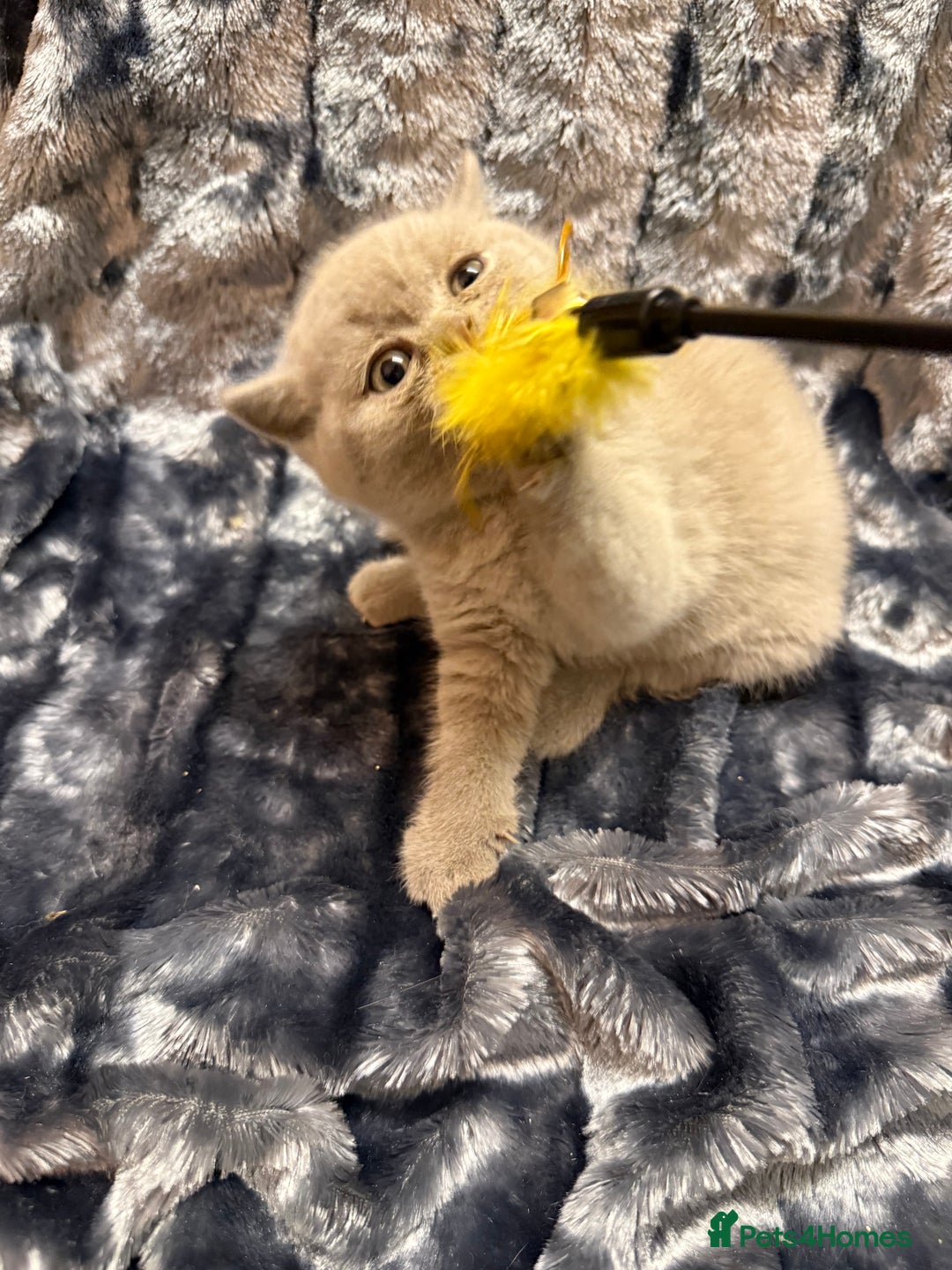 British Shorthair cats for sale: Champion Line British Shorthair Kittens - Advert 17