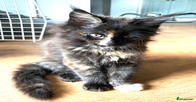 Maine Coon cats - Advert 2