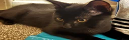 Domestic Shorthair cats for sale: Black Kitten with White Pouch (3 months) - Advert 9